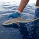 My, what big eyes you have! An adult Squalus clarkae found in the waters off Belize.
